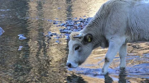Cow Drinking Water CloseUp Stock Footage 85448076