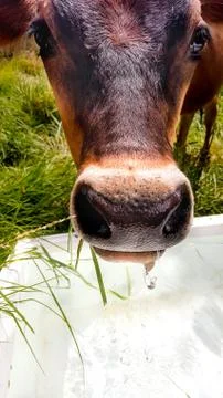 Cow drinking water with drips Stock Photos