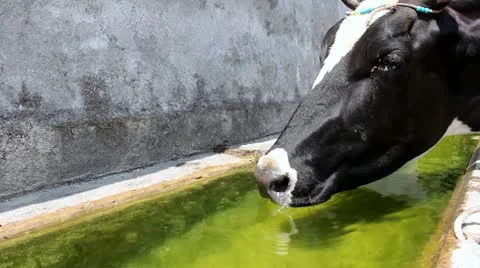 COW DRİNKİNG WATER Stock Footage 12565640