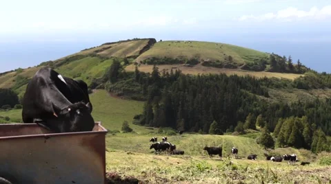 Cow drinking water Stock Footage 56141298
