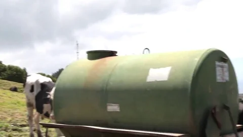 Cow drinking water Stock Footage 69109751