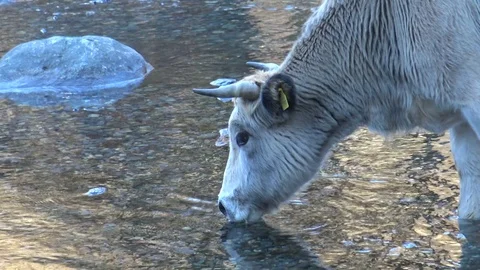 Cow Drinking Water Stock Footage 85448258