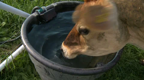 Cow drinking water HD Stock Footage 22795952