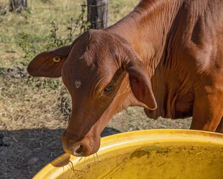 Cow Drinking Water Stock Photos