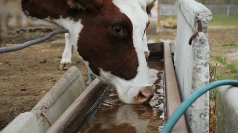Cow drinking water from a trough at an animal farm Stock Footage