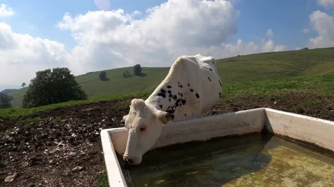 Cow drinks in the trough in a green valley Stock Footage 205939850