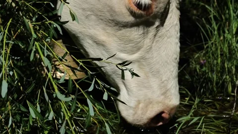 Cow drinks water close-up. Austrian cow Stock Footage 253057766
