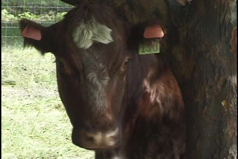 Cow Ducks Behind Tree Stock-Footage 297274
