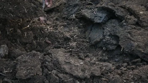 Cow dug compost. Stock Footage 278271463