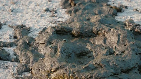 Cow dung flies Vídeos de archivo 201687259