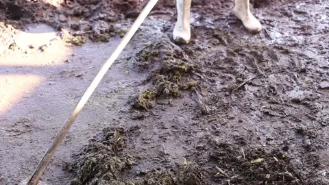 Cow dung Stock Footage 131625689