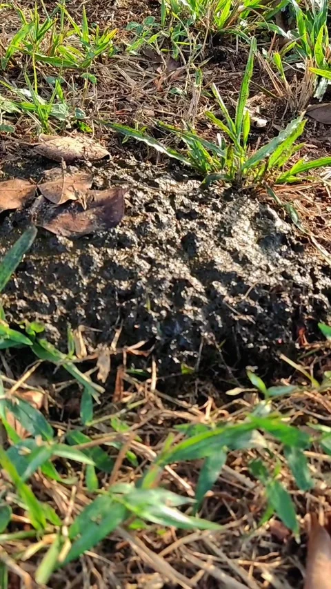 Cow dung Stock Footage 244923694
