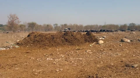 Cow dung Video stock 309756567