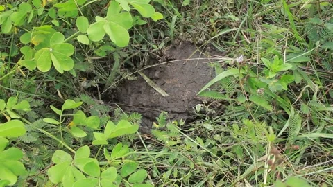 Cow dung on the grass Stock Footage 246866084