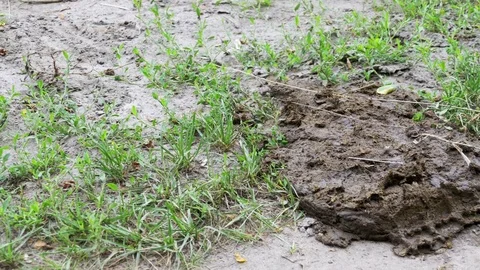Cow Dung Lies on the Ground Stock Footage 80732386