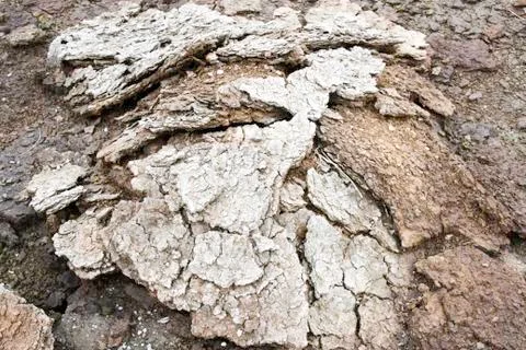 Cow dung Stock Photos