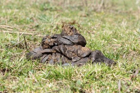 Cow Dung Stock Photos