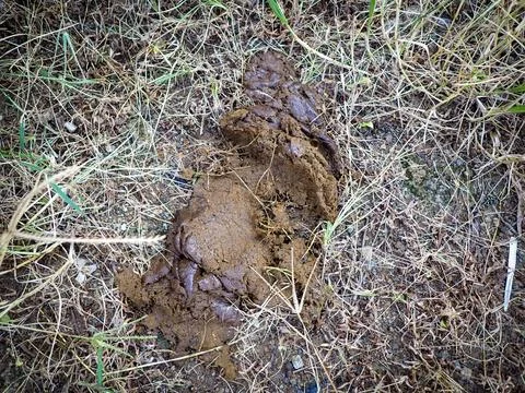 Cow dung 写真素材