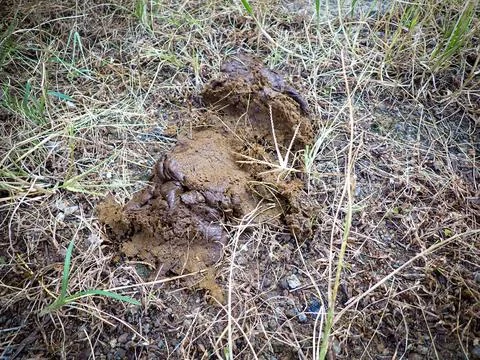 Cow dung Фото