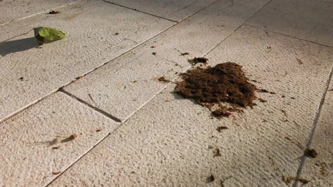 Cow dung on a sidewalk of a tree-lined avenue Stock Footage 155734511