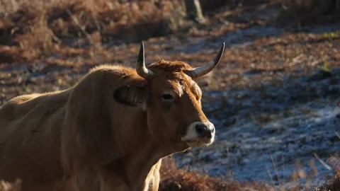Cow during the winter Vídeo Stock 168536057