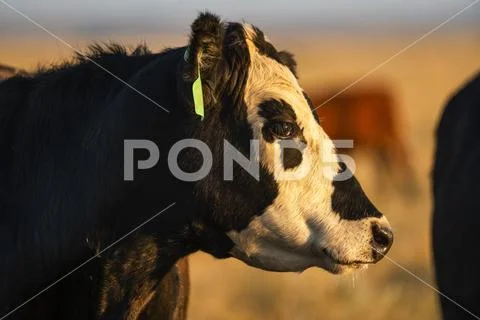Cow with ear tag in a field on the Canadian prairies Stock Photos