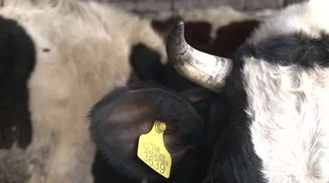 A cow with an ear tag Stock-Footage 47872760