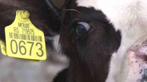 Cow with an ear tag Stock-Footage 47872962