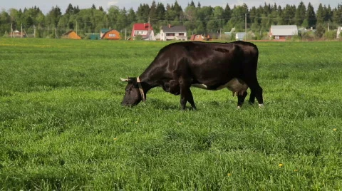 Cow eat grass 库存影片 722706