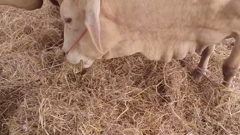 Cow eat grass Stockbeeldmateriaal 162396292