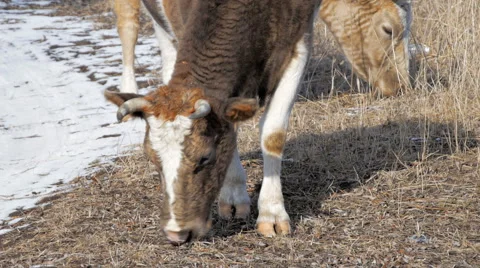 Cow Eat Winter 1 Stock Footage 46526367