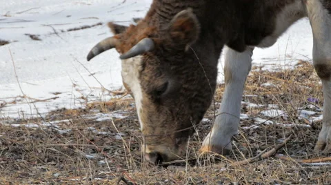 Cow Eat Winter 2 Stock Footage 46526402