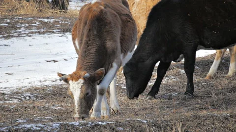 Cow Eat Winter 3 Stock Footage 46526541