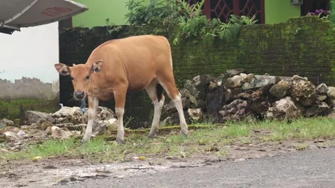 The cow is eating (1) Stock Footage 276157026