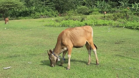The cow is eating (2) Video stock 276157034
