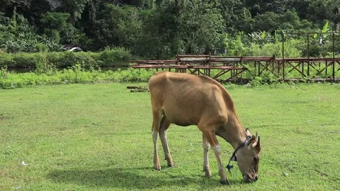 The cow is eating (3) Stock-Footage 276157022