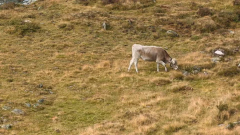 Cow Eating in the Alps Stock Footage 141124493