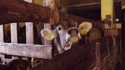 Cow eating in the barn with its muzzle in the fence, slomo close up Stock Footage 194490410