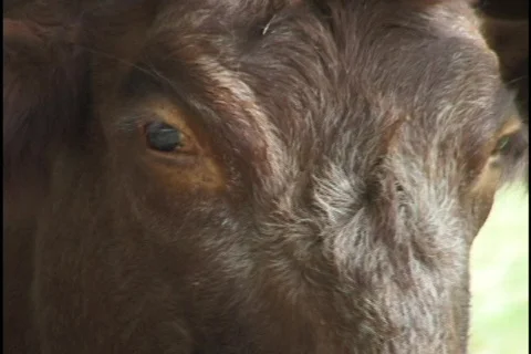 Cow Eating Close Up Stock-Footage 297280