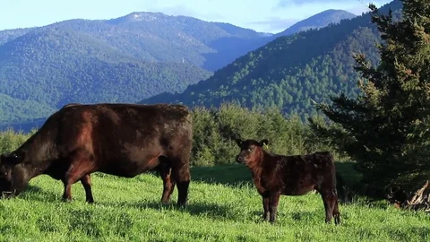 Cow eating field grass Stock Footage 77048982