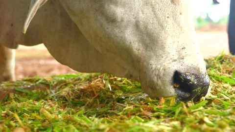 Cow eating fodder in cowshed Stock Footage 212013657