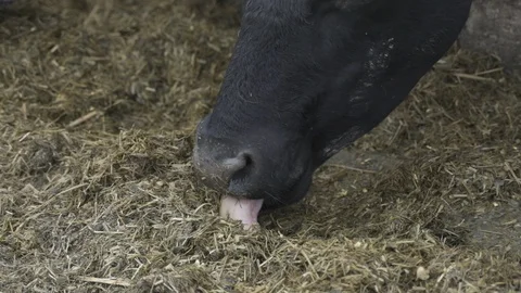 Cow Eating Fodder Stock Footage 126920078