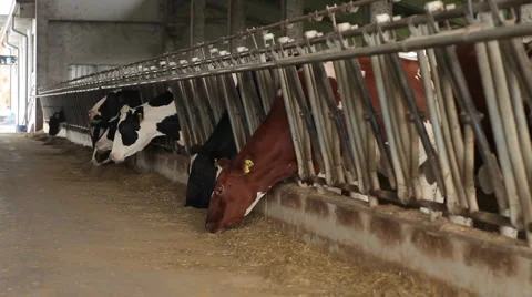 Cow eating Vídeo Stock 1898965