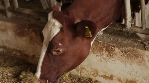 Cow eating Stock Footage 1899040