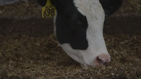 Cow eating Vídeos de archivo 117990065