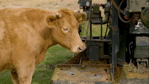 Cow Eating Stock Footage 127035895