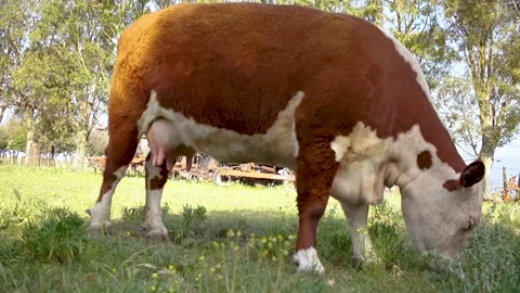 Cow eating Stock Footage 141466945