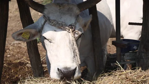 Cow eating Stock Footage 143651376