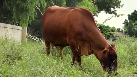 COW EATING 動画素材 194135241