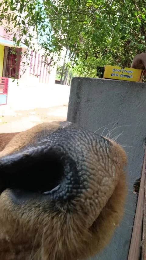 Cow eating Stock Footage 237216095
